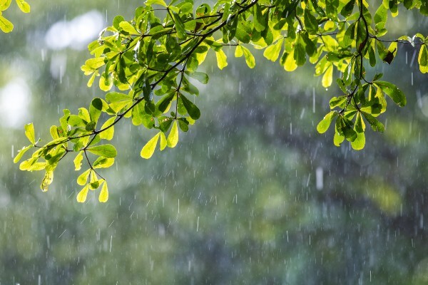 PCS Wellbeing - Rain sounds meditation